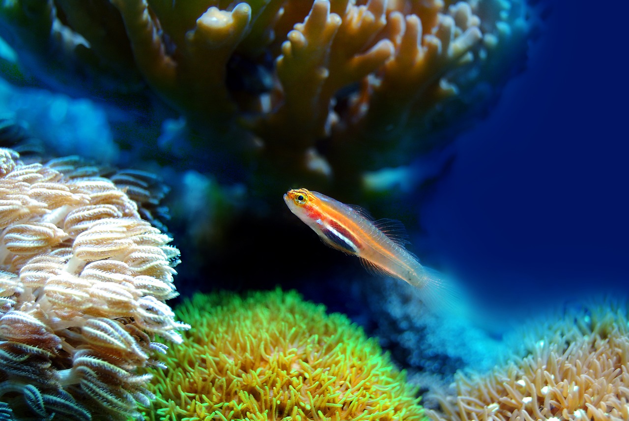 fish, coral, sea-2580208.jpg