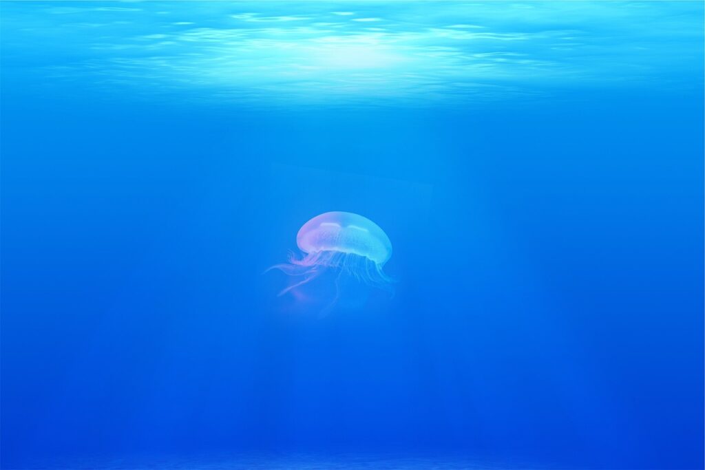 jellyfish, animal, underwater-698521.jpg